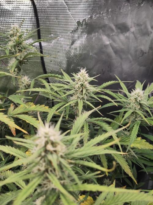 Fast Buds – Bubblegum Automatic. Week 8