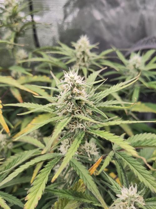 Fast Buds – Bubblegum Automatic. Week 8