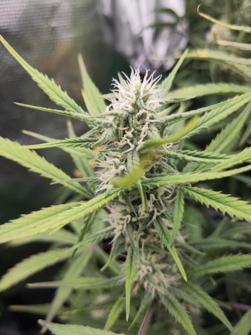 Fast Buds – Bubblegum Automatic. Week 8