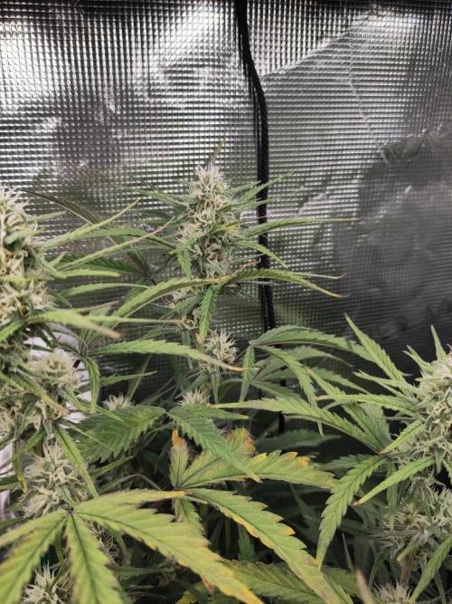 Fast Buds – Bubblegum Automatic. Week 8