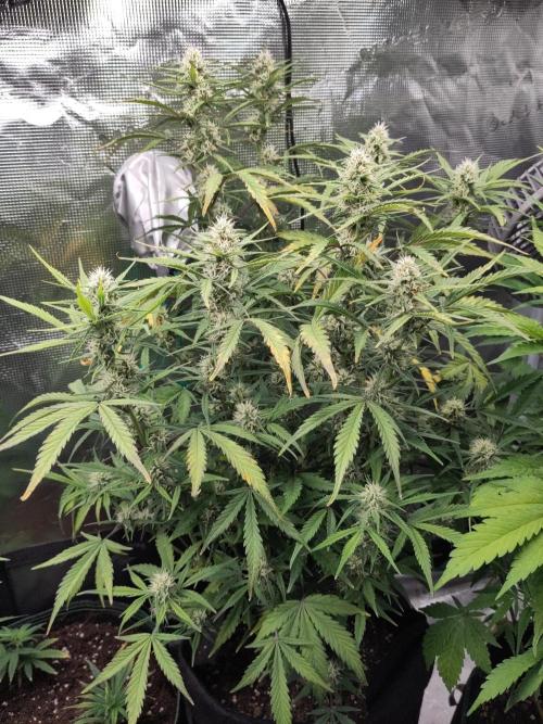 Fast Buds – Bubblegum Automatic. Week 8