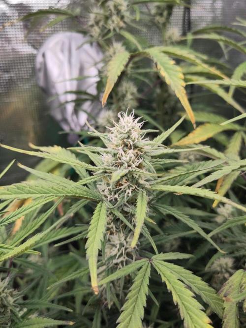 Fast Buds – Bubblegum Automatic. Week 8
