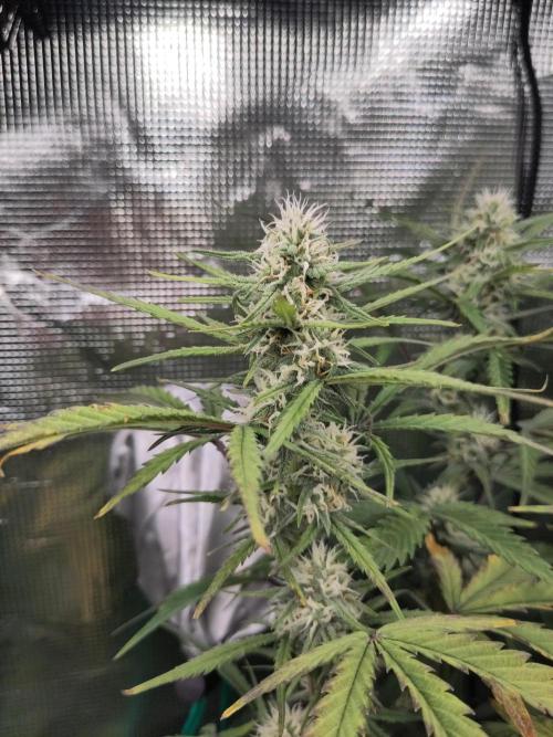 Fast Buds – Bubblegum Automatic. Week 8