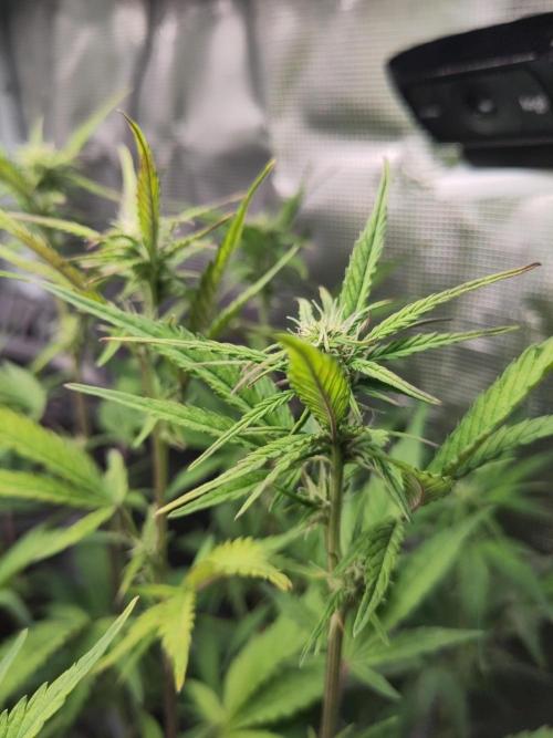 Fast Buds – Jack Herer Automatic. Week 6