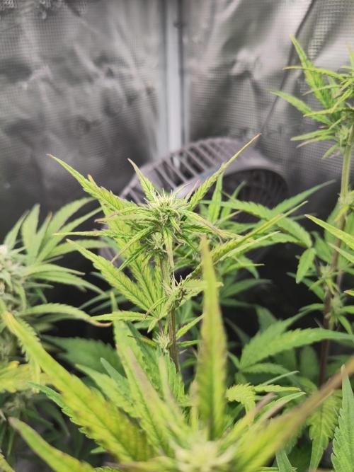 Fast Buds – Jack Herer Automatic. Week 6