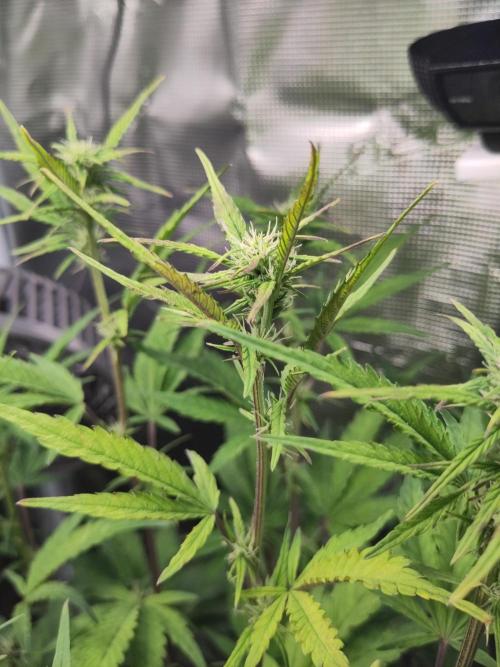 Fast Buds – Jack Herer Automatic. Week 6