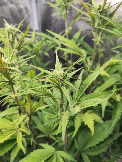 Fast Buds – Jack Herer Automatic. Week 6