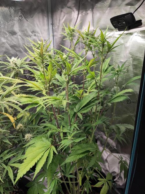 Fast Buds – Jack Herer Automatic. Week 6