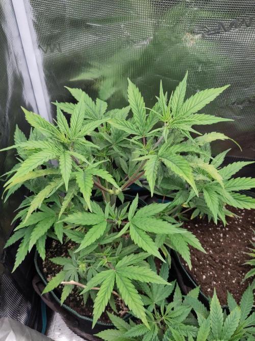 Big Bud cutlings. Week 4