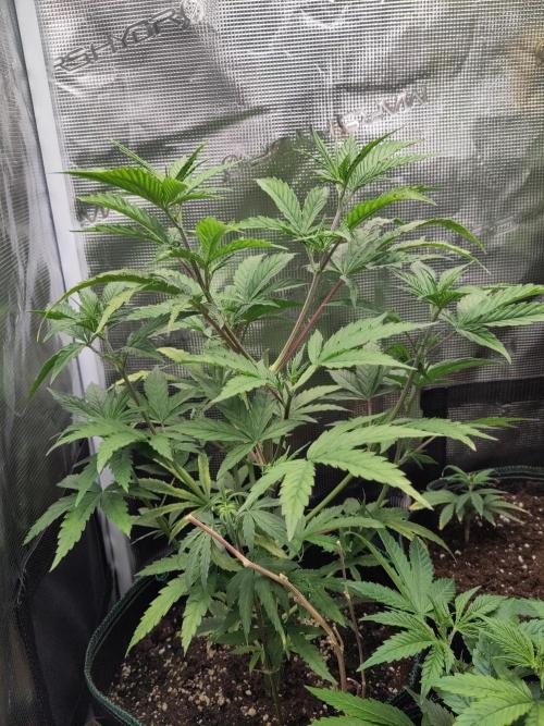 Big Bud cutlings. Week 4