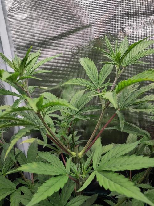 Big Bud cutlings. Week 4