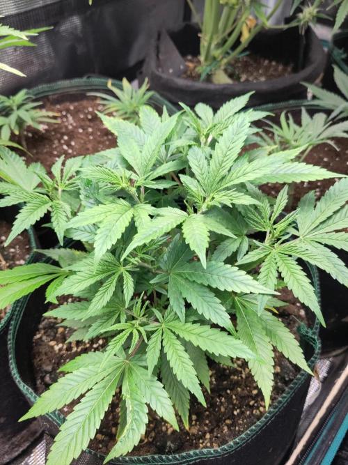 White Widow Cutling #1. Week 4