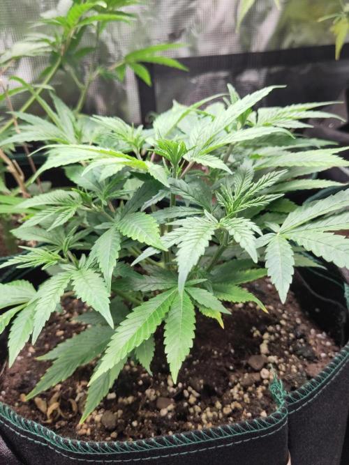 White Widow Cutling #1. Week 4