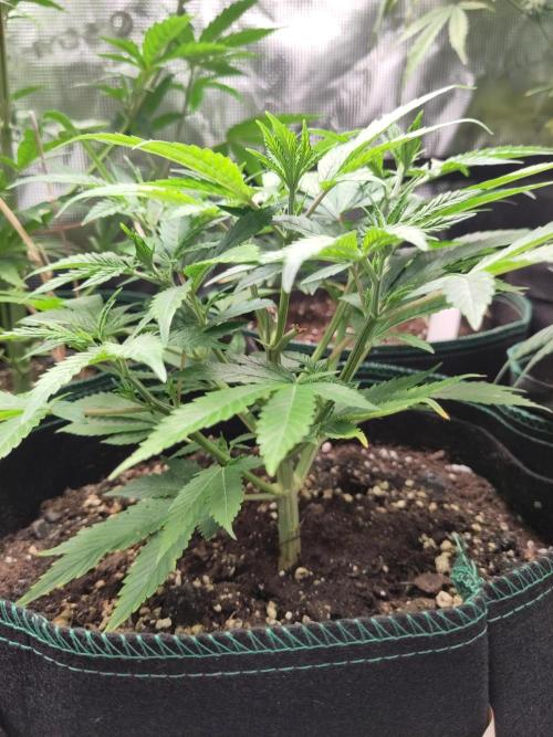 White Widow Cutling #1. Week 4