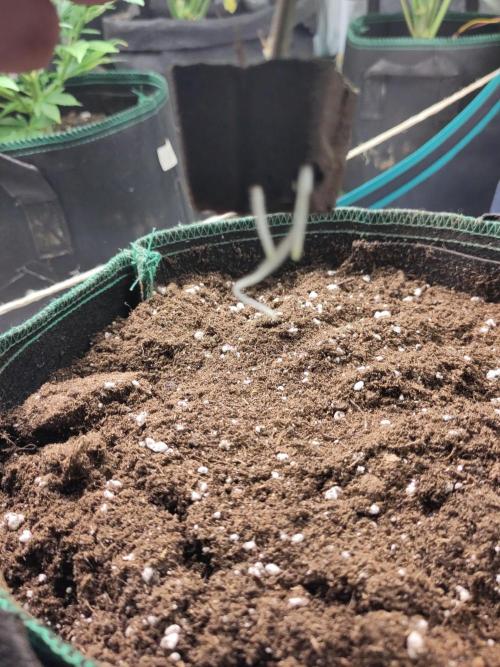 Sensi Seeds - Big Bud Cutlings #2 #3 #4. Week 1