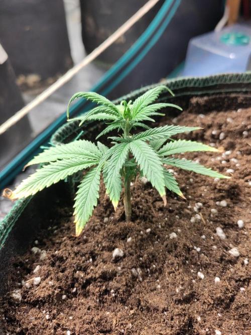 Sensi Seeds - Big Bud Cutlings #2 #3 #4. Week 1