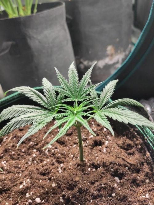 Sensi Seeds - Big Bud Cutlings #2 #3 #4. Week 1