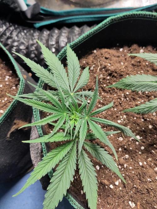 Sensi Seeds - Big Bud Cutlings #2 #3 #4. Week 1