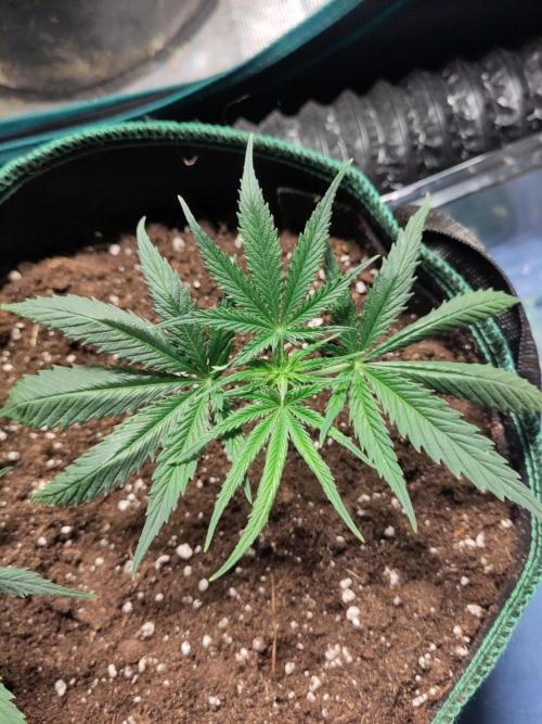 Sensi Seeds - Big Bud Cutlings #2 #3 #4. Week 1