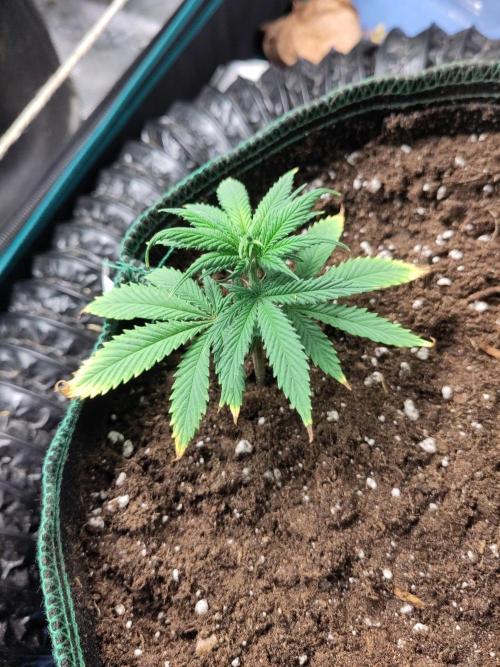 Sensi Seeds - Big Bud Cutlings #2 #3 #4. Week 1