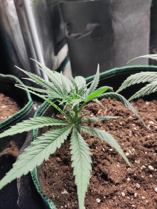 Sensi Seeds - Big Bud Cutlings #2 #3 #4. Week 1