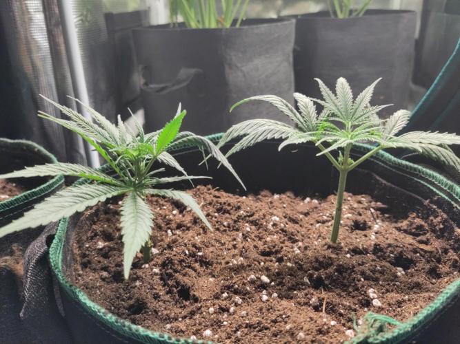 Sensi Seeds - Big Bud Cutlings #2 #3 #4. Week 1