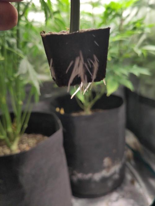 Sensi Seeds - Big Bud Cutlings #2 #3 #4. Week 1