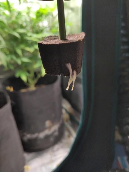 Sensi Seeds - Big Bud Cutlings #2 #3 #4. Week 1