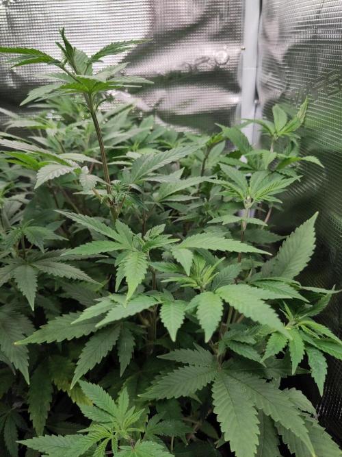 Sensi Seeds – Big Bud. Week 11