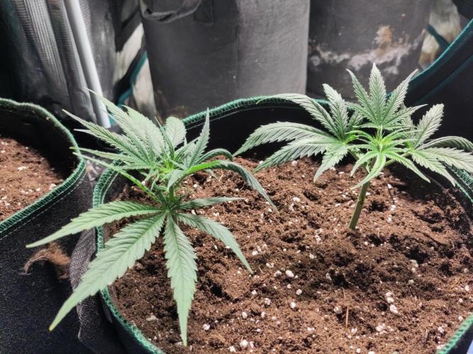 Sensi Seeds – Big Bud. Week 11