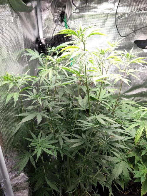 Sensi Seeds – Big Bud. Week 11