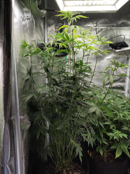 Sensi Seeds – Big Bud. Week 11