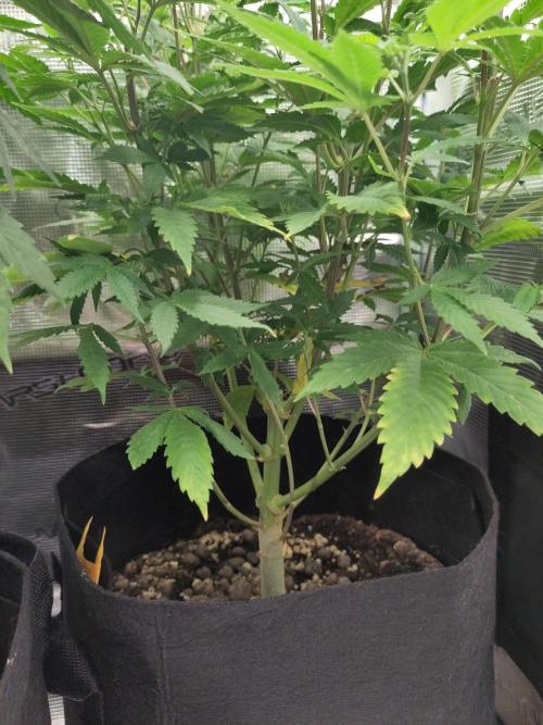 White Label – White Widow. Week 11