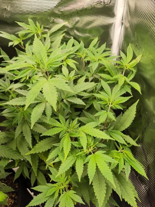 White Label – White Widow. Week 11