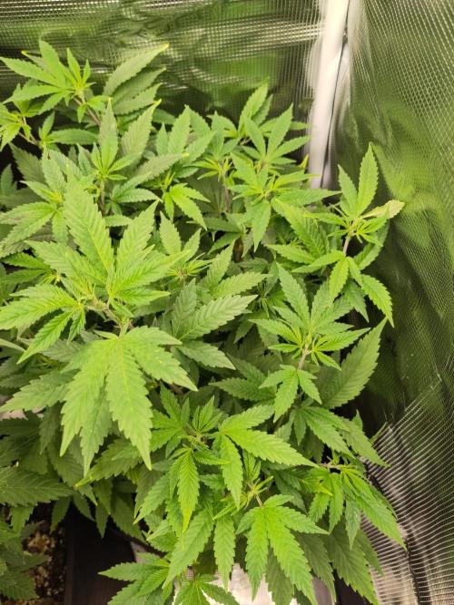 White Label – White Widow. Week 11