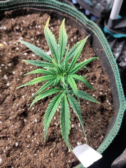 White Label – White Widow Cutling #2. Week 1