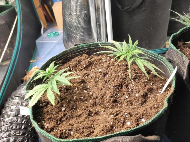 White Label – White Widow Cutling #2. Week 1