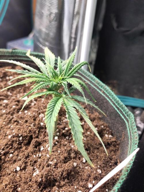 White Label – White Widow Cutling #2. Week 1