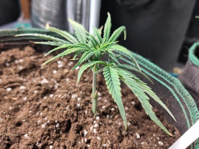White Label – White Widow Cutling #2. Week 1