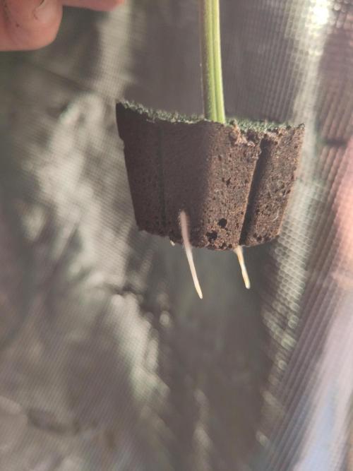 White Label – White Widow Cutling #2. Week 1