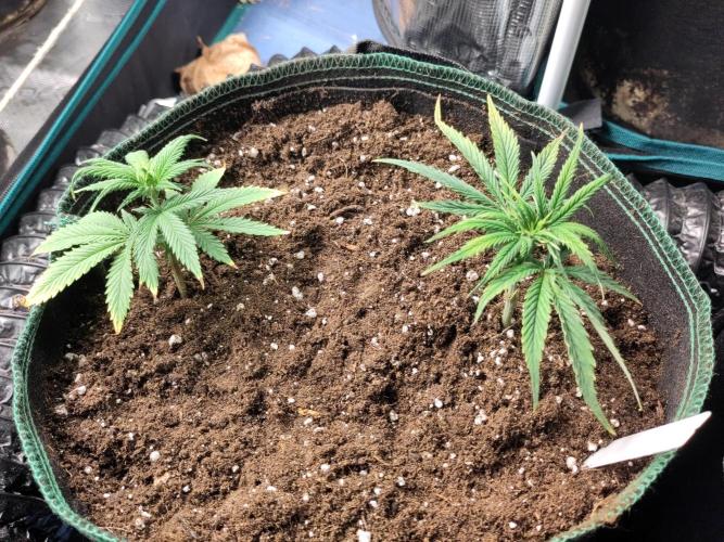 White Label – White Widow Cutling #2. Week 1