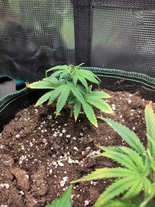 Sensi Seeds - Big Bud Cutlings #2 #3 #4. Week 1