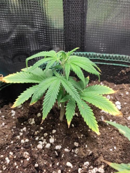 Sensi Seeds - Big Bud Cutlings #2 #3 #4. Week 1