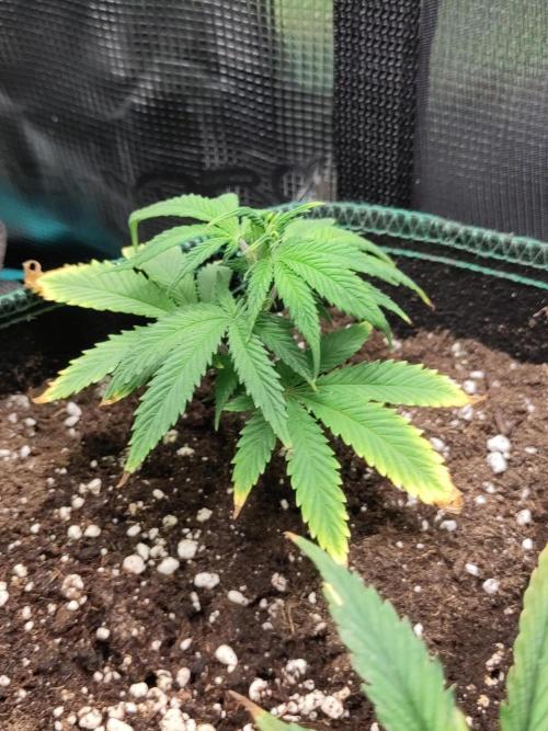 Sensi Seeds - Big Bud Cutlings #2 #3 #4. Week 1