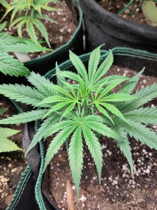 Sensi Seeds - Big Bud Cutlings #2 #3 #4. Week 1