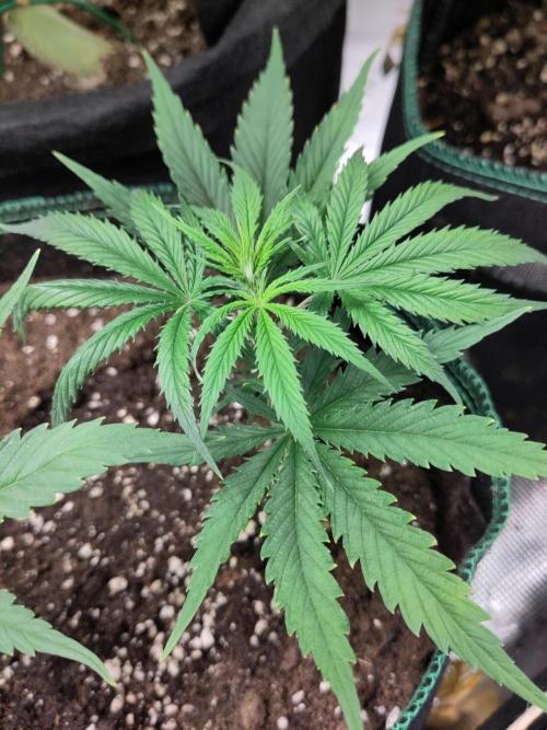 Sensi Seeds - Big Bud Cutlings #2 #3 #4. Week 1