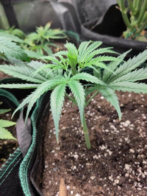 Sensi Seeds - Big Bud Cutlings #2 #3 #4. Week 1