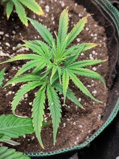 White Label – White Widow Cutling #2. Week 1