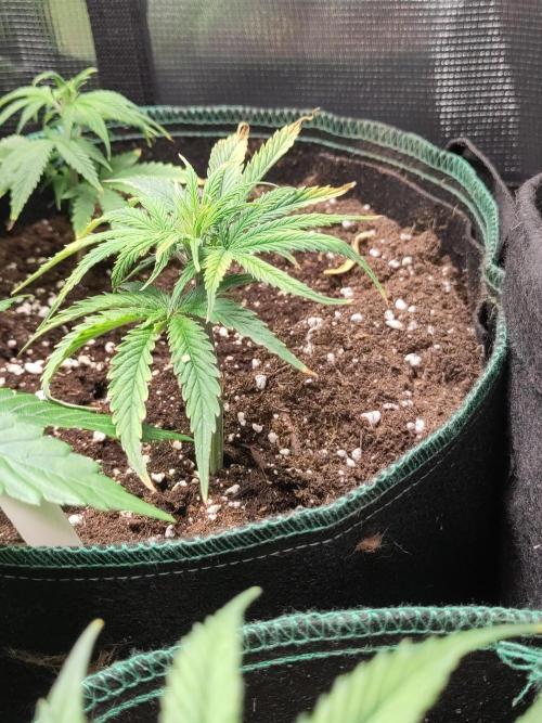 White Label – White Widow Cutling #2. Week 1