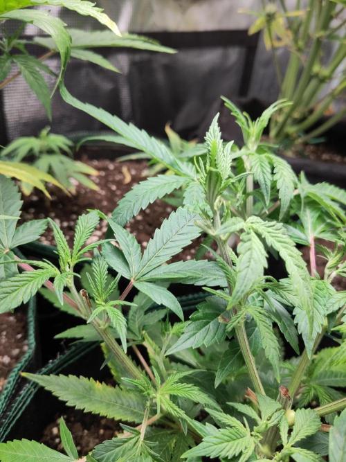 White Widow Cutling #1. Week 4